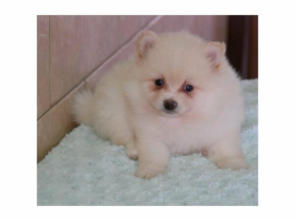 Pomeranian-DOG-Male-Cream-14992-Petland Racine, Wisconsin