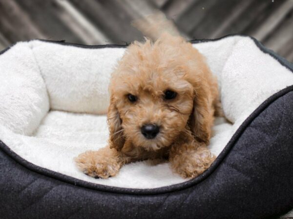 Cavadoodlepoo-DOG-Male-APCT-23340-Petland Racine, Wisconsin