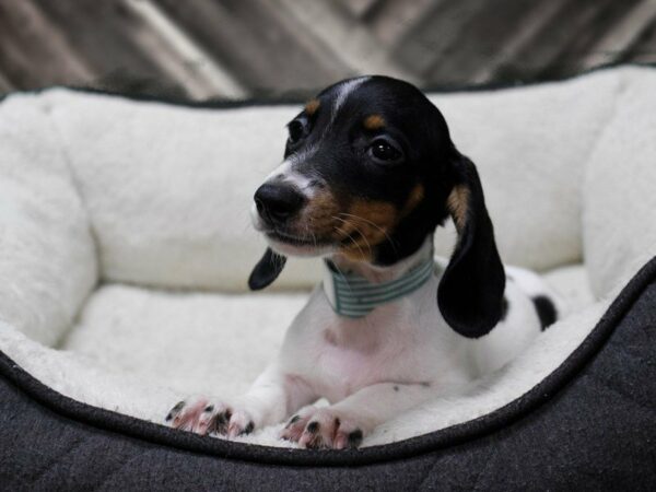 Dachshund-DOG-Female-RD/WH/PIED-23339-Petland Racine, Wisconsin
