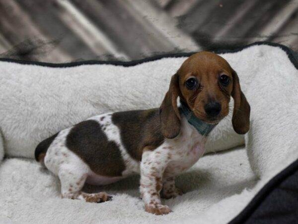 Dachshund-DOG-Male-B/T/PIED-23338-Petland Racine, Wisconsin