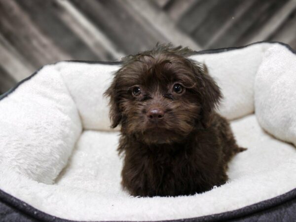 Mini Labradoodle-DOG-Male-Chocolate-23335-Petland Racine, Wisconsin