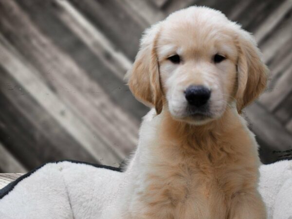 Golden Retriever-DOG-Male-Cream-23329-Petland Racine, Wisconsin