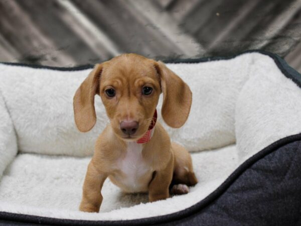 Dachshund-DOG-Female-Tan-23319-Petland Racine, Wisconsin