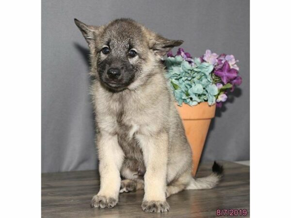 Norwegian Elkhound DOG Male Black / Silver 23354 Petland Racine, Wisconsin