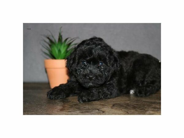 Poodle-DOG-Male-Black-23356-Petland Racine, Wisconsin