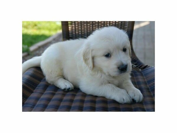 Golden Retriever-DOG-Male-Golden-23351-Petland Racine, Wisconsin