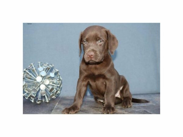 Labrador Retriever-DOG-Male-Chocolate-23358-Petland Racine, Wisconsin