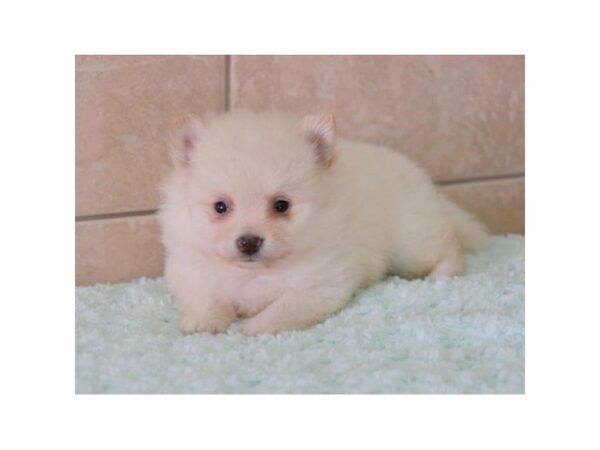 Pomeranian-DOG-Male-Cream-23357-Petland Racine, Wisconsin