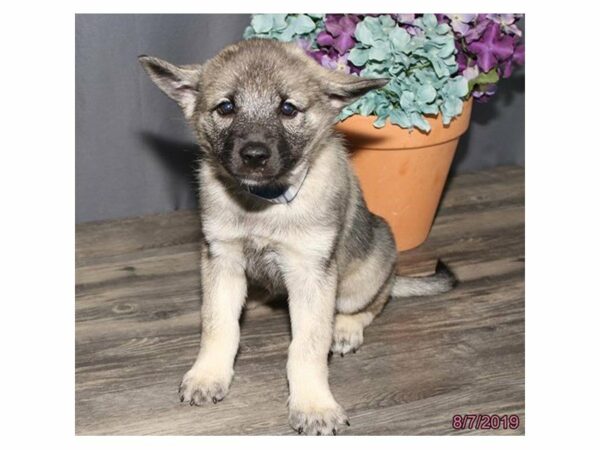 Norwegian Elkhound-DOG-Female-Black / Silver-15004-Petland Racine, Wisconsin