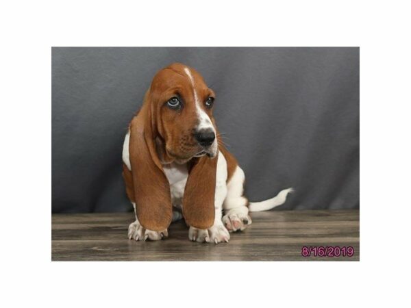 Basset Hound-DOG-Male-Red / White-14997-Petland Racine, Wisconsin