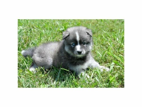 American Eskimo Dog/Siberian Husky-DOG-Male-Black / White-15000-Petland Racine, Wisconsin