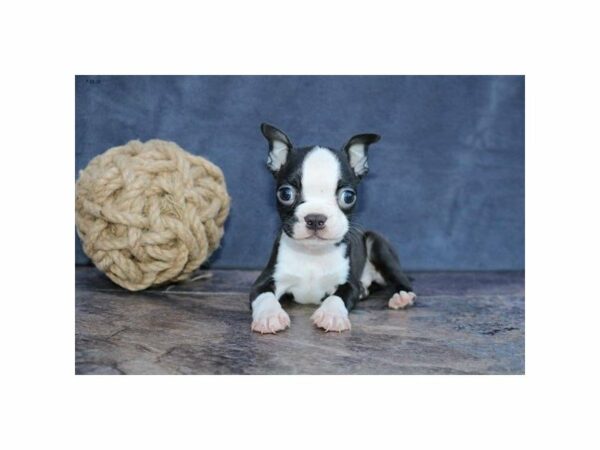 Boston Terrier-DOG-Male-Black / White-14998-Petland Racine, Wisconsin