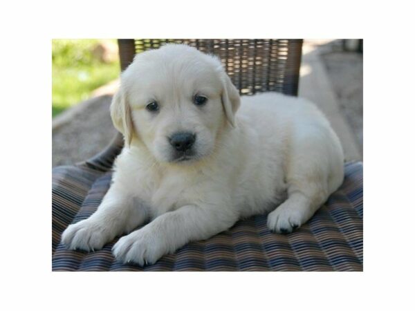 Golden Retriever-DOG-Male-Golden-15002-Petland Racine, Wisconsin