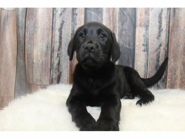 Labrador Retriever-DOG-Male-Black-15006-Petland Racine, Wisconsin