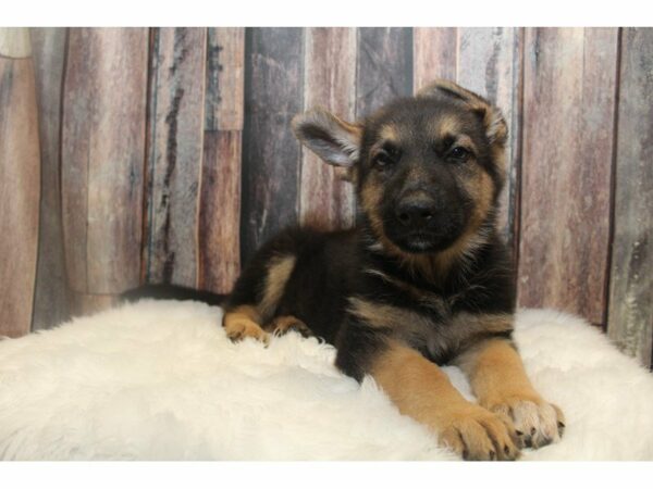 German Shepherd-DOG-Male-Black/Tan-15007-Petland Racine, Wisconsin