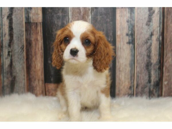 Cavalier King Charles-DOG-Male-Blenheim-15015-Petland Racine, Wisconsin