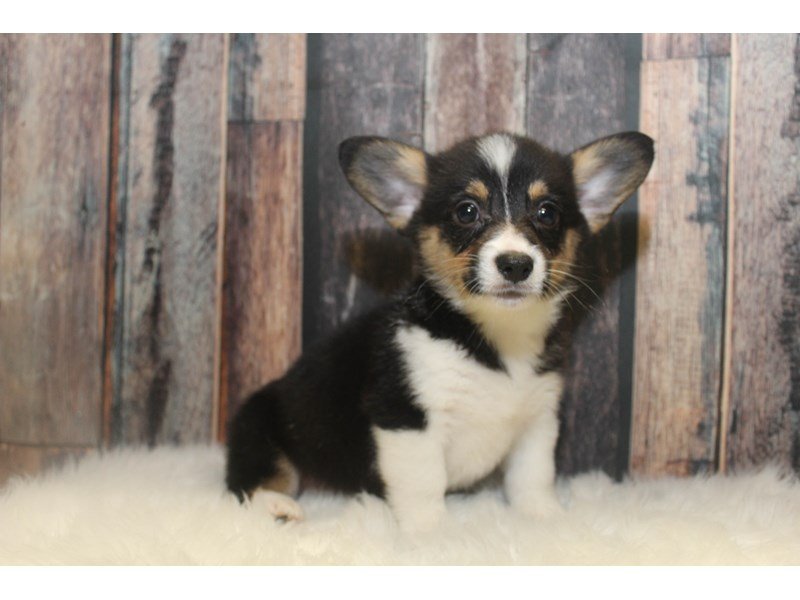 Black shop tri corgi