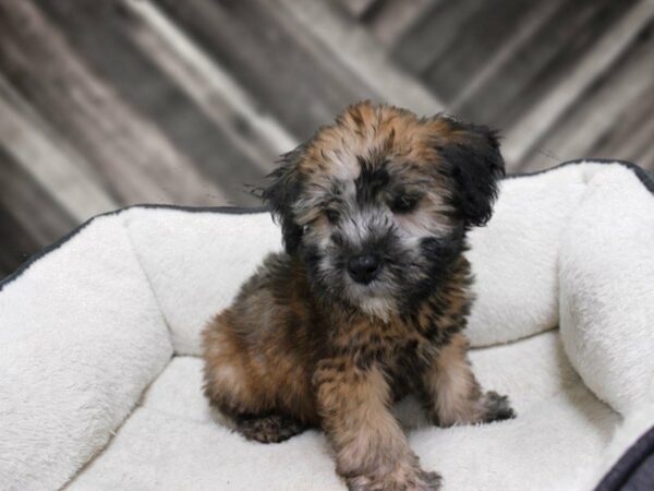 Soft Coated Wheaten Terrier-DOG-Male-Wheaten-23348-Petland Racine, Wisconsin