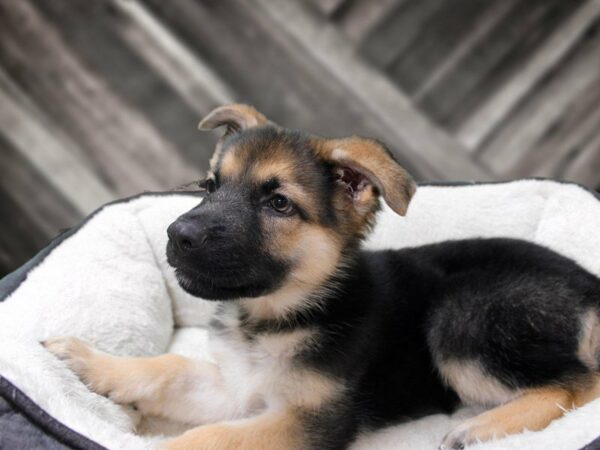 German Shepherd-DOG-Female-BLK/TAN-23362-Petland Racine, Wisconsin