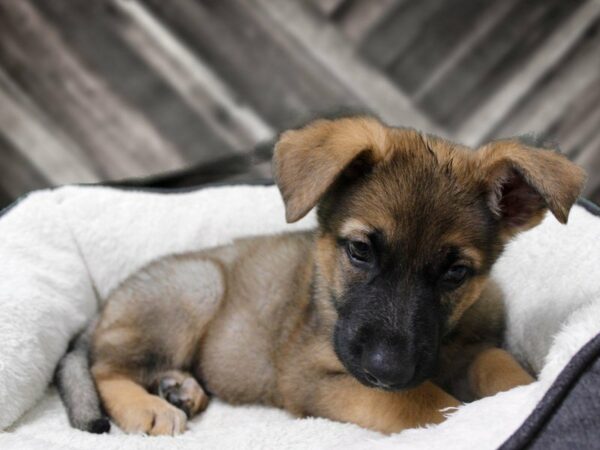 German Shepherd-DOG-Male-SABLE-23361-Petland Racine, Wisconsin