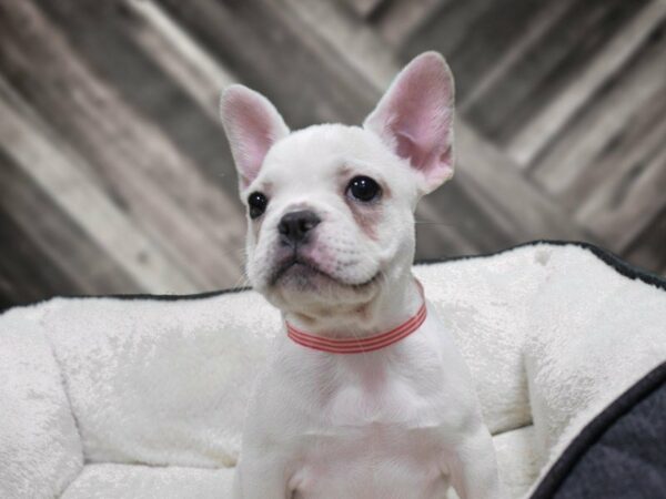 French Bulldog-DOG-Female-Cream-23344-Petland Racine, Wisconsin