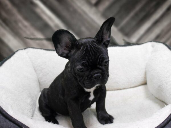 French Bulldog-DOG-Female-BRINDLE-23367-Petland Racine, Wisconsin