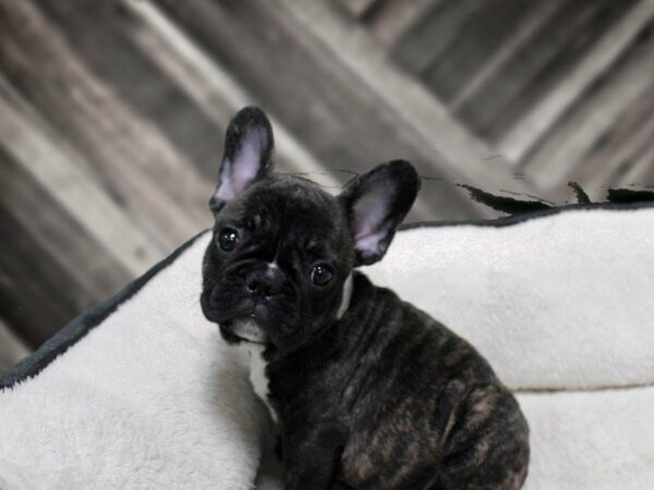 French Bulldog-DOG-Male-BRINDLE-23366-Petland Racine, Wisconsin