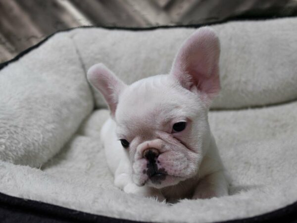 French Bulldog-DOG-Female-WHITE-23365-Petland Racine, Wisconsin