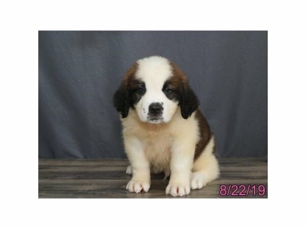 Saint Bernard DOG Male Brown / White 23377 Petland Racine, Wisconsin