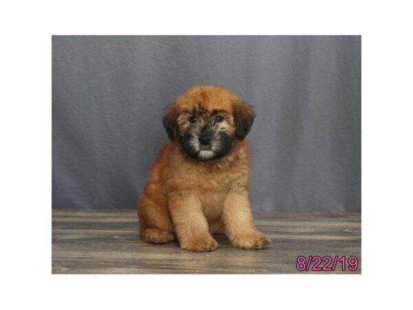 Soft Coated Wheaten Terrier-DOG-Male-Wheaten-23383-Petland Racine, Wisconsin