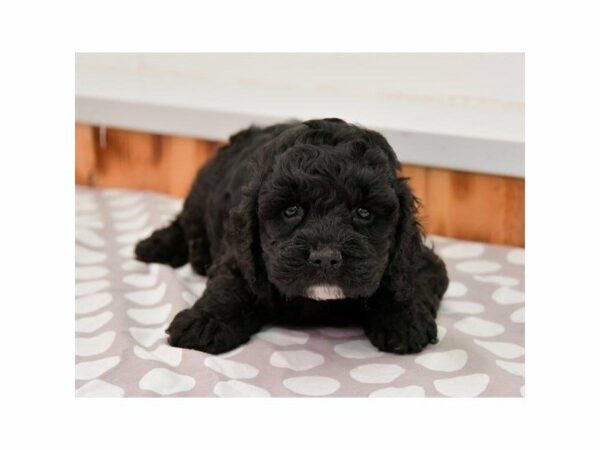 Cockapoo-DOG-Male-Black-23374-Petland Racine, Wisconsin