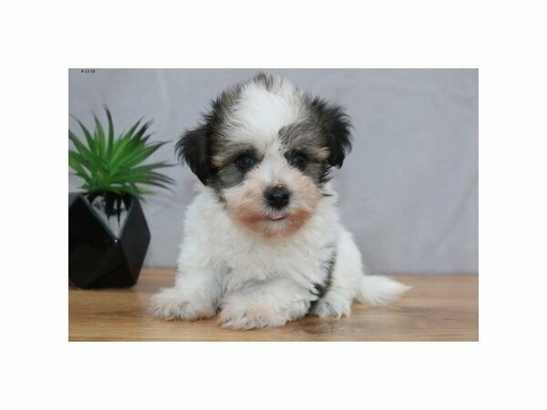 Havanese-DOG-Female-Sable / White-15024-Petland Racine, Wisconsin