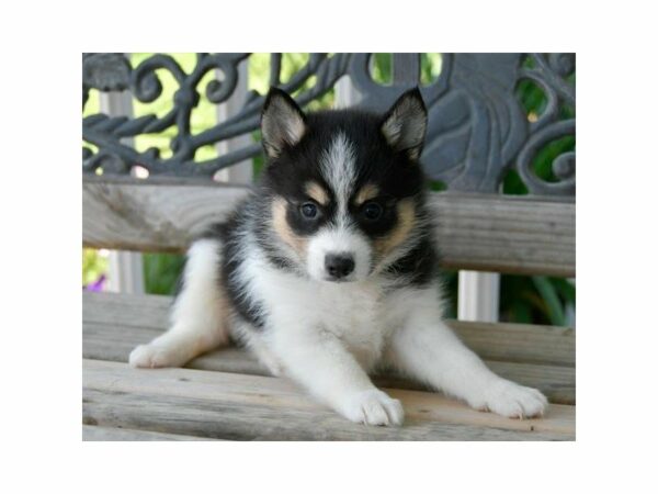 Pomsky-DOG-Female-Black / White-15022-Petland Racine, Wisconsin