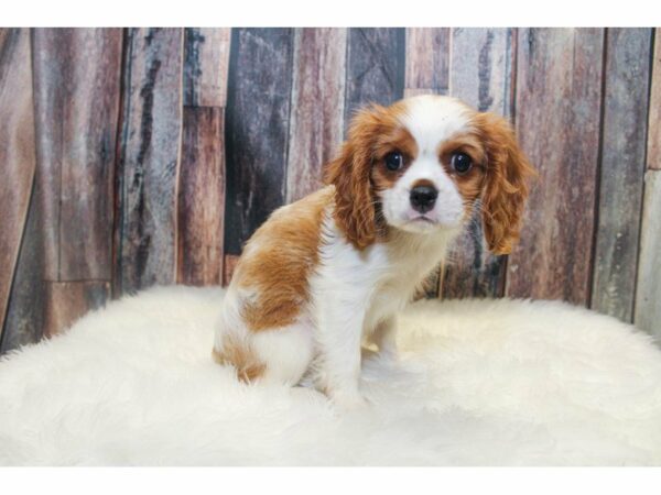 Cavalier King Charles-DOG-Male-Blenheim-15018-Petland Racine, Wisconsin