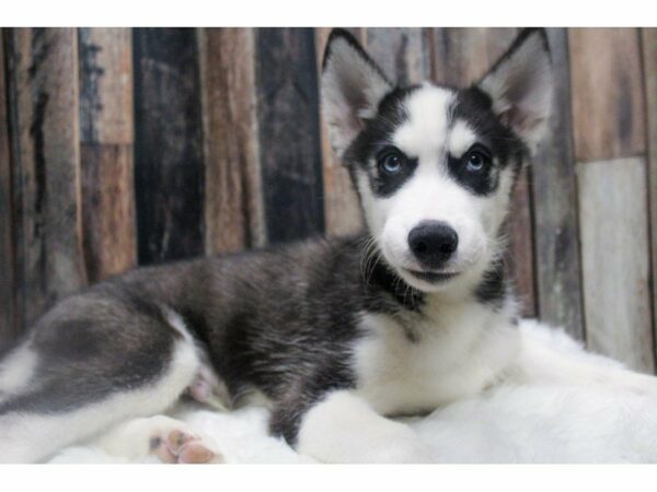 Siberian Husky-DOG-Male-Black / White-15019-Petland Racine, Wisconsin