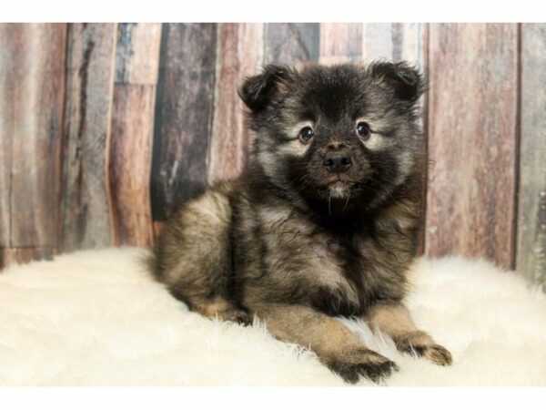 Keeshond DOG Female Black/Silver 15030 Petland Racine, Wisconsin