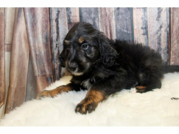 Mini Bernardoodle-DOG-Male-Black/Tan-15031-Petland Racine, Wisconsin