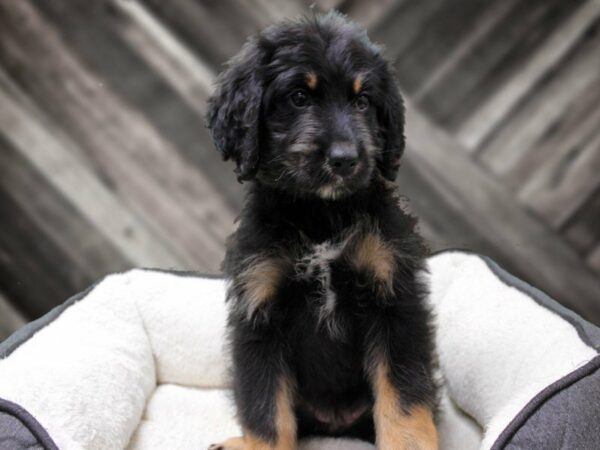 Bernadoodle-DOG-Female-BLK/TAN-23386-Petland Racine, Wisconsin