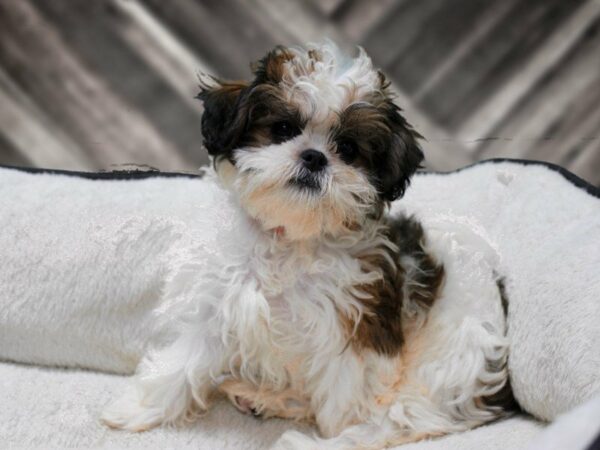 Teddy Bear-DOG-Female-Sable / White-23385-Petland Racine, Wisconsin