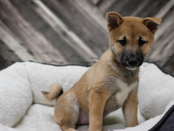 Shiba Inu-DOG-Female-Brown / White-23373-Petland Racine, Wisconsin