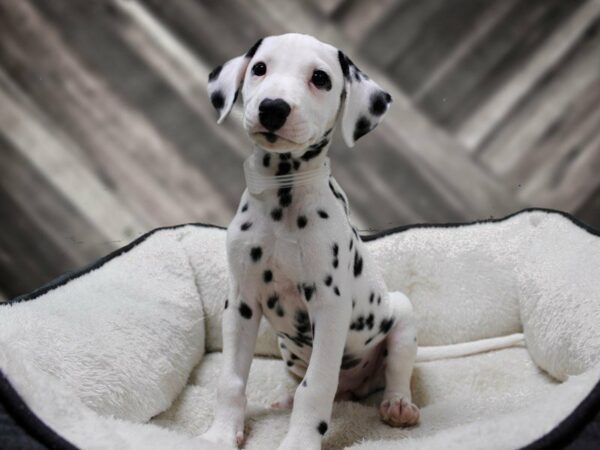 Dalmatian DOG Male Black / White 23384 Petland Racine, Wisconsin