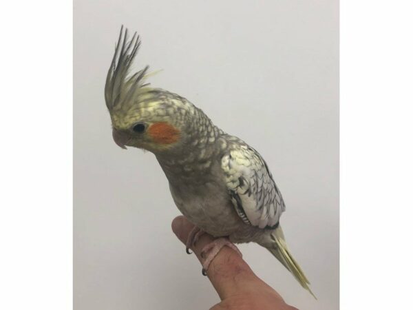 Cockatiel-BIRD-Male--23389-Petland Racine, Wisconsin