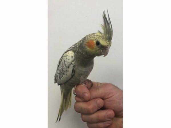 Cockatiel-BIRD-Male--23390-Petland Racine, Wisconsin