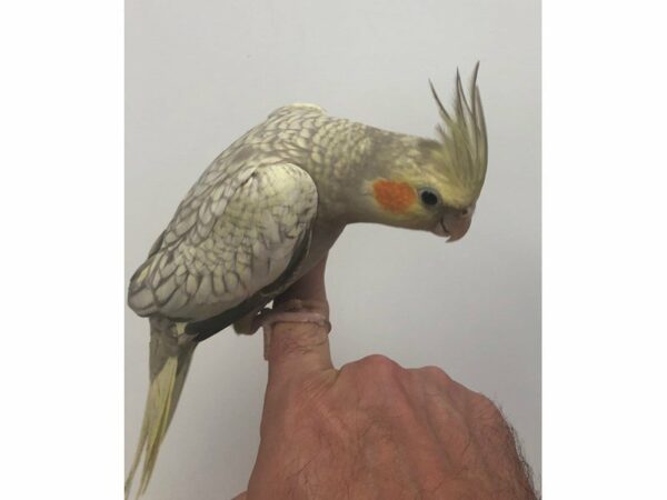 Cockatiel-BIRD-Male--23391-Petland Racine, Wisconsin