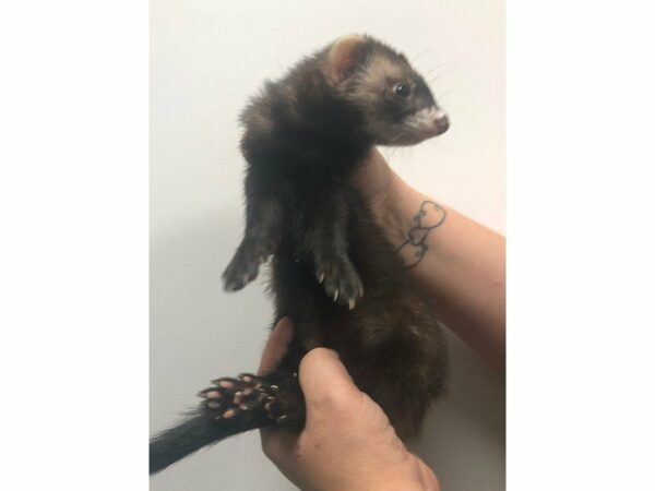 Ferret-FERRET-Female--23393-Petland Racine, Wisconsin