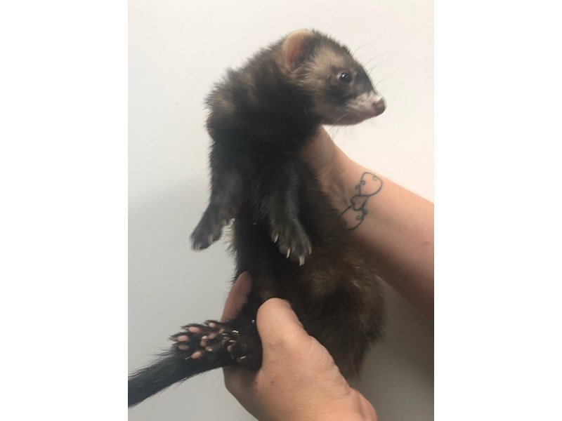 View Ferret Puppy Photos Petland Racine, Wisconsin