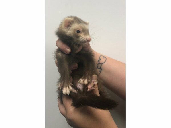 Ferret-FERRET-Female--23395-Petland Racine, Wisconsin