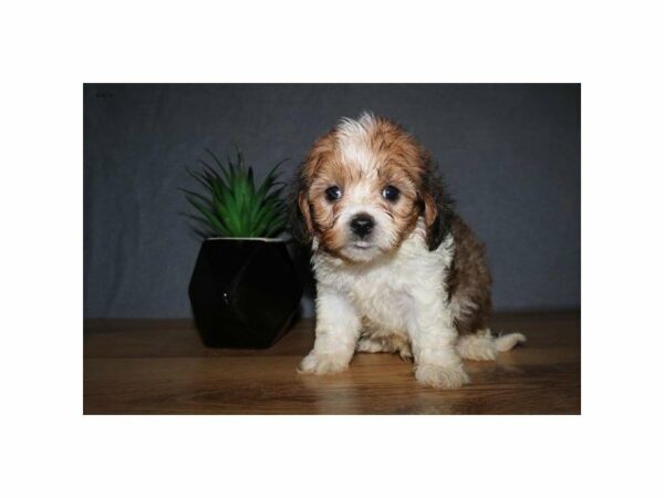 Poodle/Cavalier King-DOG-Male-Sable / White-15037-Petland Racine, Wisconsin