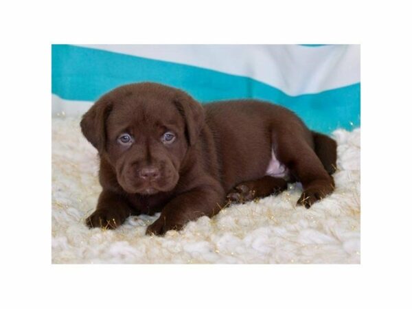 Labrador Retriever-DOG-Male-Chocolate-15035-Petland Racine, Wisconsin
