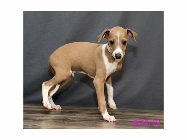 Italian Greyhound DOG Male Blue Fawn 15041 Petland Racine, Wisconsin